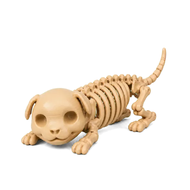 Rex Cachorro Esqueleto Longo Articulado Colecionável